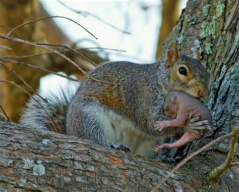 Pictures of baby grey squirrels. Mom Squirrel Carrying Baby | Bébés animaux, Animaux ...
