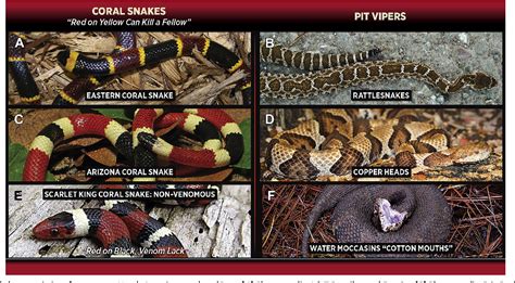 Figure 3 From North American Snake And Scorpion Envenomations