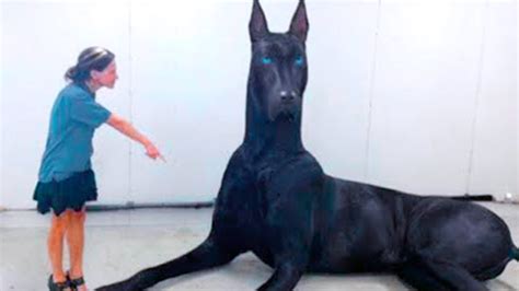 15 Abnormally Large Dogs That Actually Exist Youtube