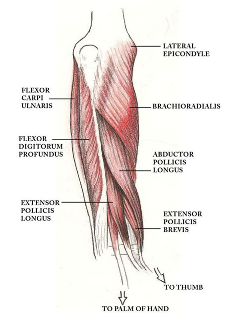 Muscles that participate in 1. muscles of the arm such as the biceps brachii have what ...