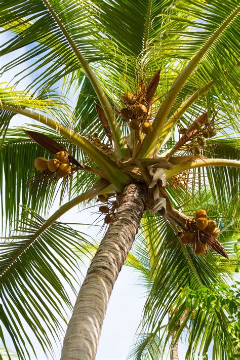 Tropical Palm Tree Free Stock Photo Public Domain Pictures