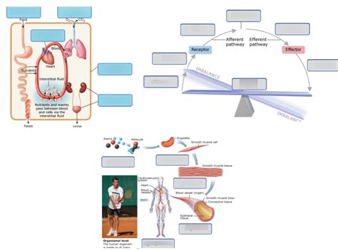Exam 1 Biology Quizlet