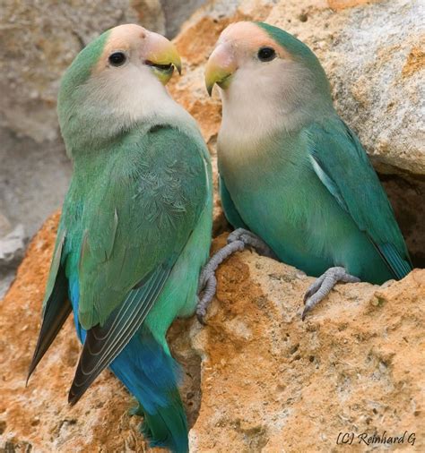 Aqua Turquoise Rare Lovebird Colors Love Bird Mantap