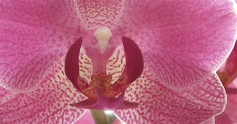 Amazing Picture Of An Orchid That Looks Like A Bird Get