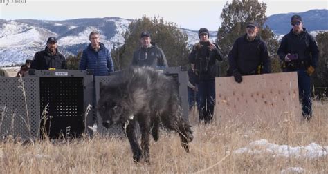 Colorado Parks And Wildlife Release 5 Wolves In Historic Reintroduction