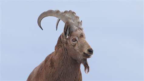 Siberian Ibex Zoo Sauvage De Saint Félicien