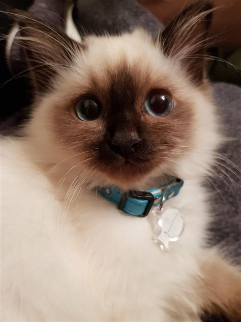 I Had To Post Her Big Eyes While Trying On Collars This One Needs