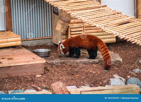 Red Panda Playing In Its Enclosure Stock Image Image Of Mammal