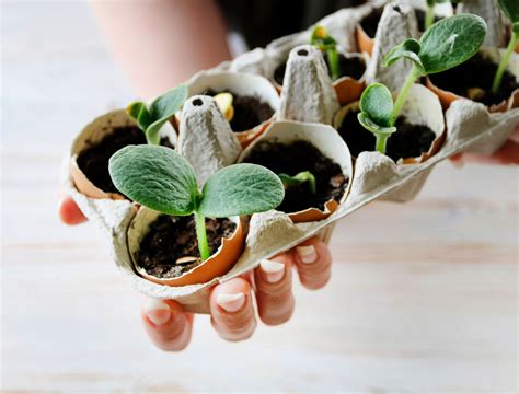 6 Gardening Supplies You Can Get for Free