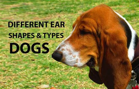 Dog Ear Types And Shapes With Pictures Petaddon