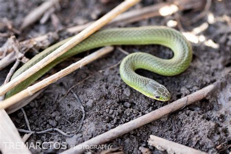 Smooth Green Snake Tremarctos