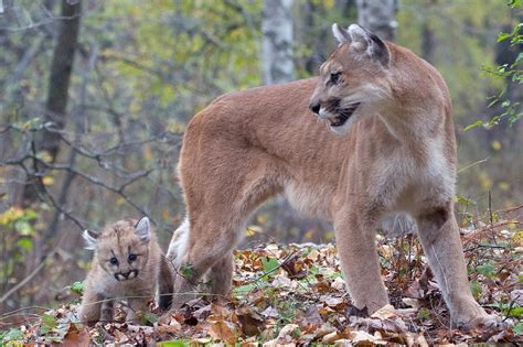 cougar with cub 2 photograph by jennifer richards fine art america