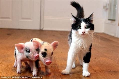 Tiny And Adorable Micro Pigs Are A Great Pet Option Elite Choice