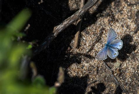 Saving The Palos Verdes Blue Butterfly Was Her Metamorphosis Los