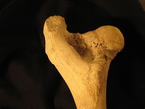 Free Images Hand Wood Leaf Leg Biology Skull Bovine Bone
