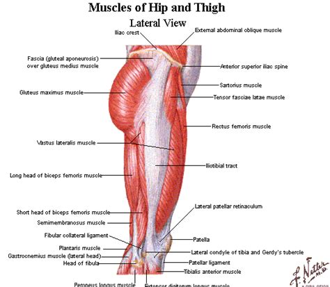 They also stabilise the hip joint by. Weak Glutes could destroy the athlete | renssuperawesomepage