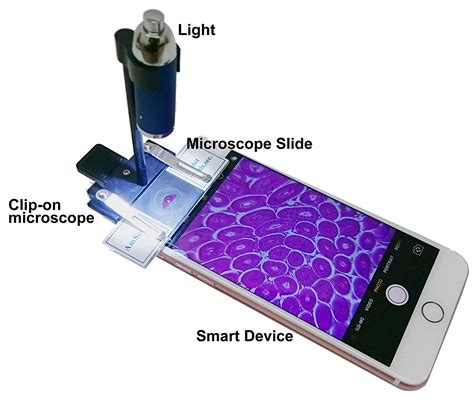 Microscope Slides Animal Biology Sciencewiz