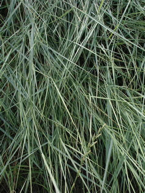 Creeping Wild Rye Plants Of The American River Parkway · Inaturalist