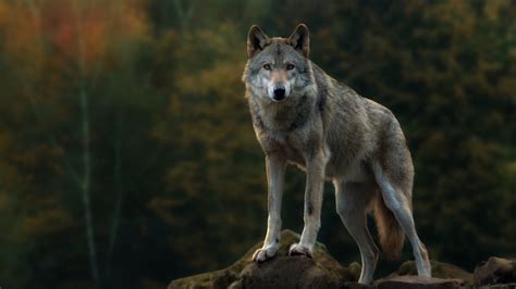 Hd wallpapers and background images. Wolf Wallpaper 42862 - Baltana