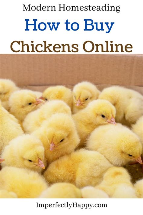 How To Buy Chickens Online The Imperfectly Happy Home Buy Chickens