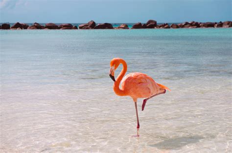 Ask Smithsonian Why Do Flamingos Stand On One Leg At The