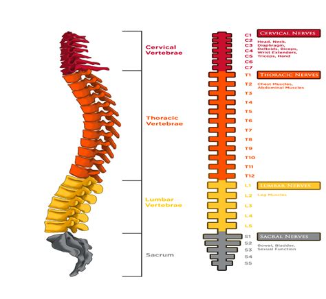 Types Of Spinal Cord Injury Reeve Foundation
