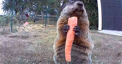 Cute Groundhog Caught On Camera Stealing Vegetables From Garden