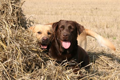 They come in so many beautiful shades—there is a color to suit everyone one of our most. Labrador Retriever - My Doggy Rocks