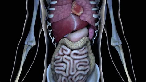 The stomach is a muscular organ located on the left side of the upper abdomen. Transparent 3D Video Of Anterior Human Lungs Breatthing, Starting From Left Lung Zooming Out Of ...