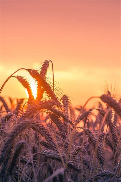 The Sun Is Setting Over A Field Of Wheat