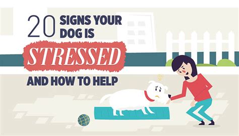 Infographic 20 Signs Your Dog Is Stressed 2022