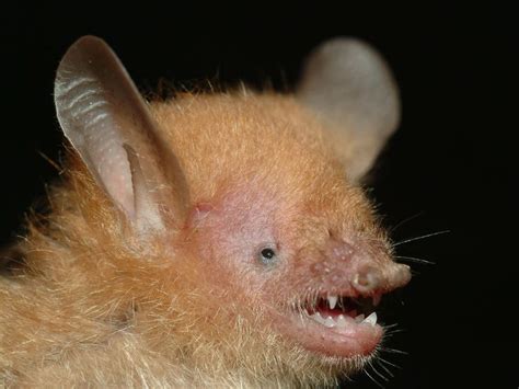 Mouthfuls Fruit Bats Diet Dragontoday