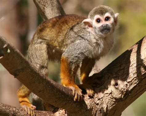 Common Squirrel Monkey Facts Diet Habitat And Pictures