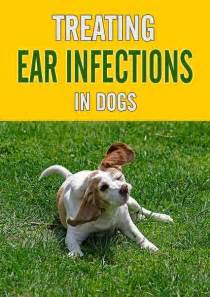 Treating Ear Infections In Dogs Dogs Ears Infection Ear Infection