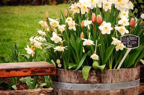 Planting spring bulbs is a wonderful way to add early season color to your flower garden. Can You Store Bulbs In Containers - Tips For Storing ...