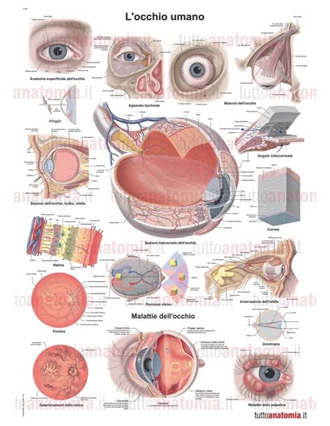 Poster Anatomia Umana L Occhio Umano Mail Napmexico Mx