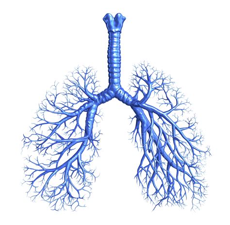Right Bronchial Tree Cast Man Coughs Up Clot In Shape Of His Lung
