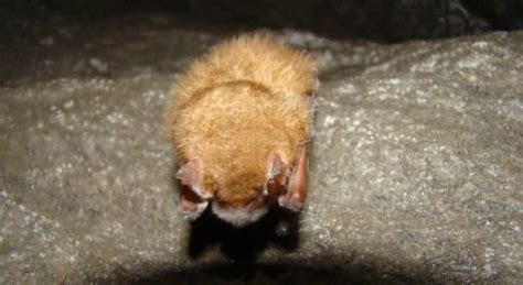 Bat Disease Spreading Dnr Wildlife Updates Wildlife Biologist Wildlife Georgia