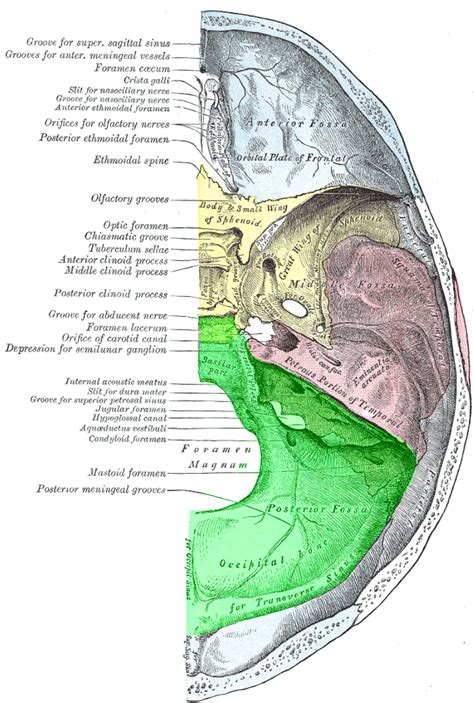 Posterior Cranial Fossa Labeled