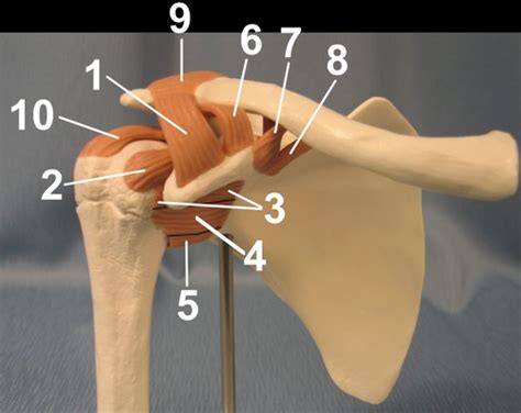 Specifically, the four rotator cuff muscles include the following Anatomy Lab - Practical 1, Shoulder Ligament Model ...