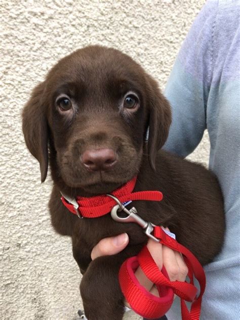 Beautiful Male Chocolate Labrador Puppy In Llanelli Carmarthenshire