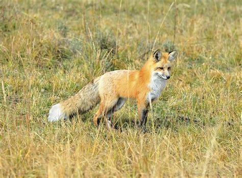 Foxes In California Types And Where They Live