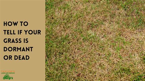 Dormant Grass Or Dead Grass Heres How To Tell Tayloes Lawn Care