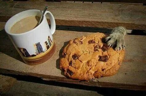 Cookie Stealing Stealth Cats Monster Cookies Cats Meow