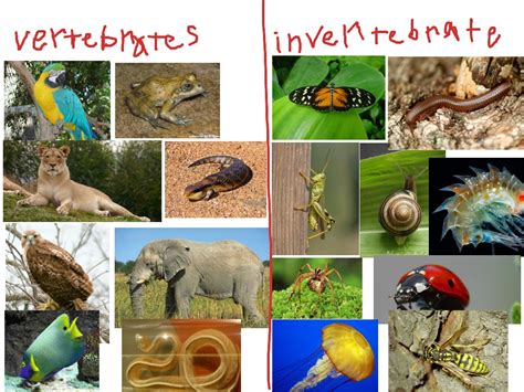 Vertebrates And Invertebrates Science Showme
