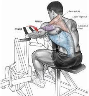 Hammer Strength Row Unlocking The Power Of Your Back Muscles