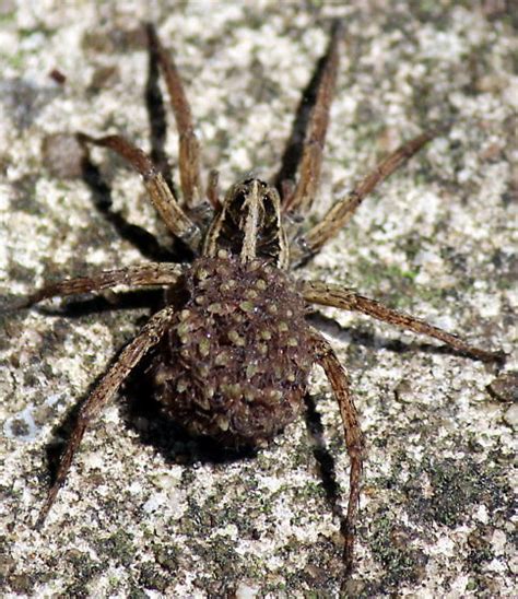 Female Rabid Wolf Spider Wbabies Tigrosa Annexa Bugguidenet