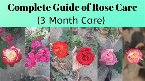 Complete Rose Guide In Hindi Rose Care Rose Ki Caring Kaise Karein
