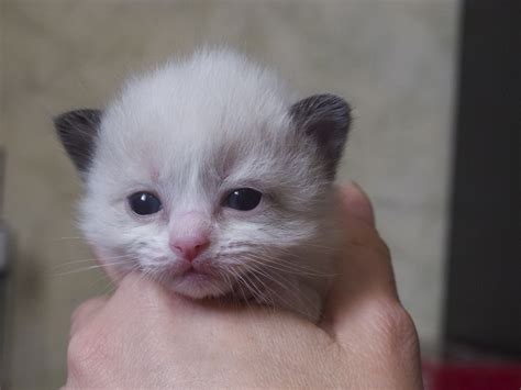 At 3 weeks of age, kittens will have blue care information: Images Of 2 Week Old Kittens