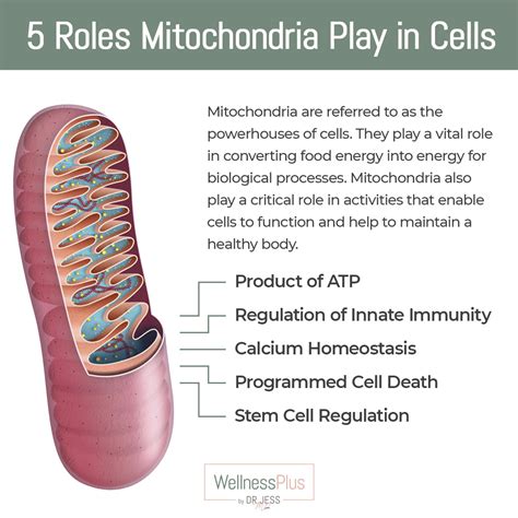 5 Roles Mitochondria Play In Cells Wellnessplus By Dr Jess